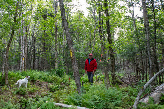 Golden Lake Estates Ltd. - Immobilien in Kanada