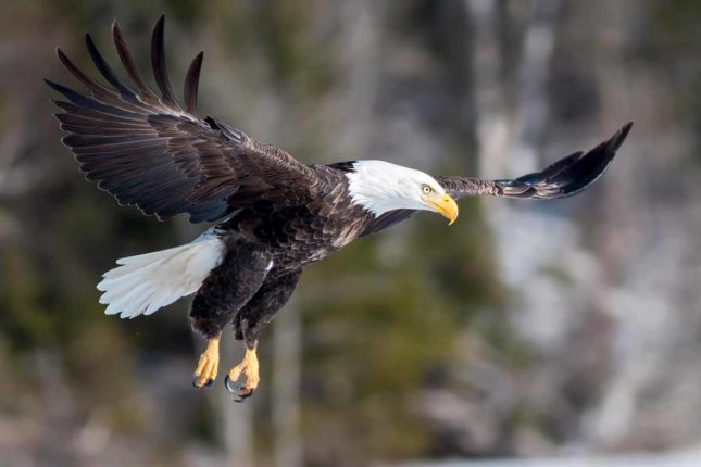 Golden Lake Estates Ltd. - Immobilien in Kanada