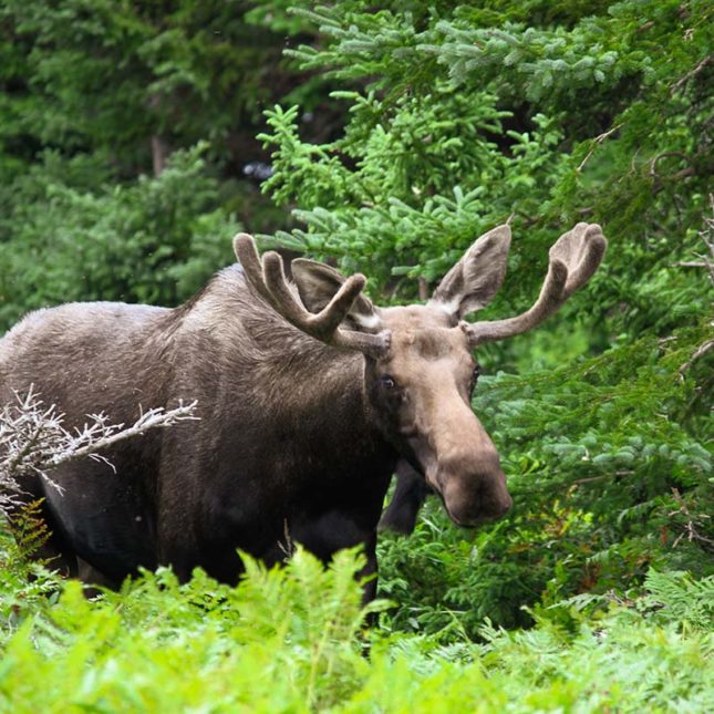 Golden Lake Estates Ltd. - Immobilien in Kanada