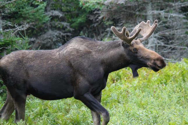 Immobilien Kanada- www.goldenlakeestates.com