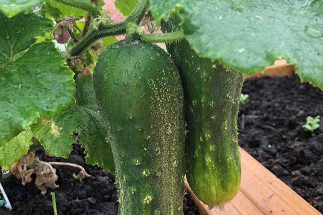 Autarkie Cape Breton Island - www.goldenlakeestates.com