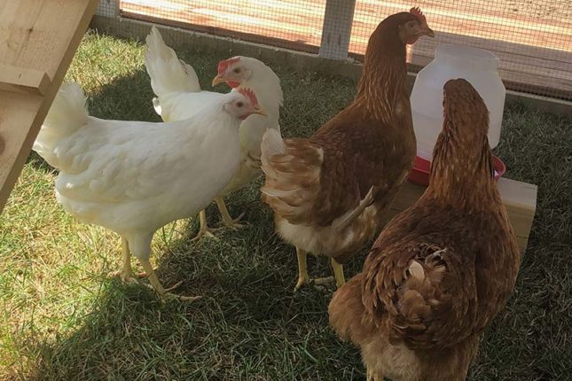 Autarkie Cape Breton Island - www.goldenlakeestates.com