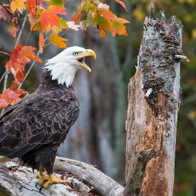Bald Eagle Fotografie by mash Mashaghati