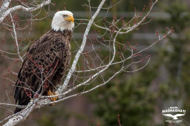 Bald Eagle Fotografie by Mash Mashaghati