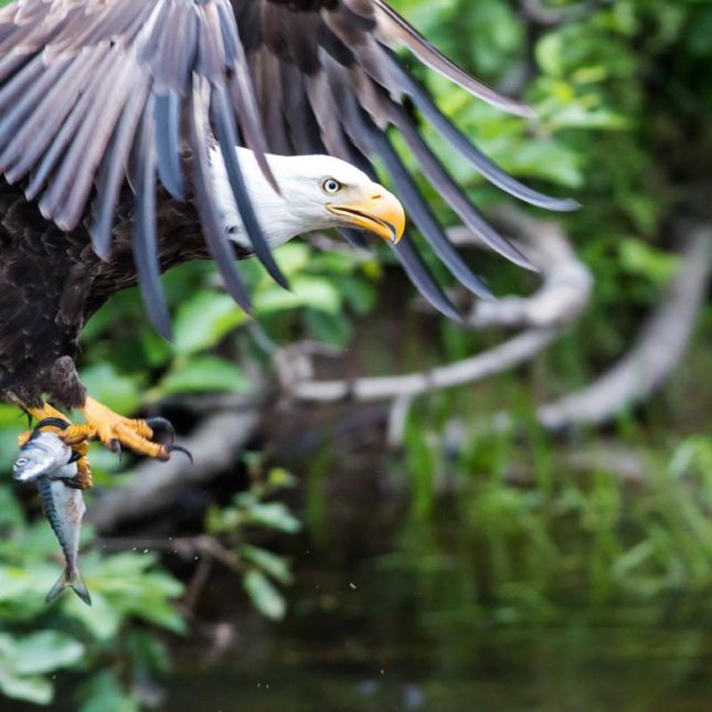Bald Eagle Fotografie by Mash Mashaghati