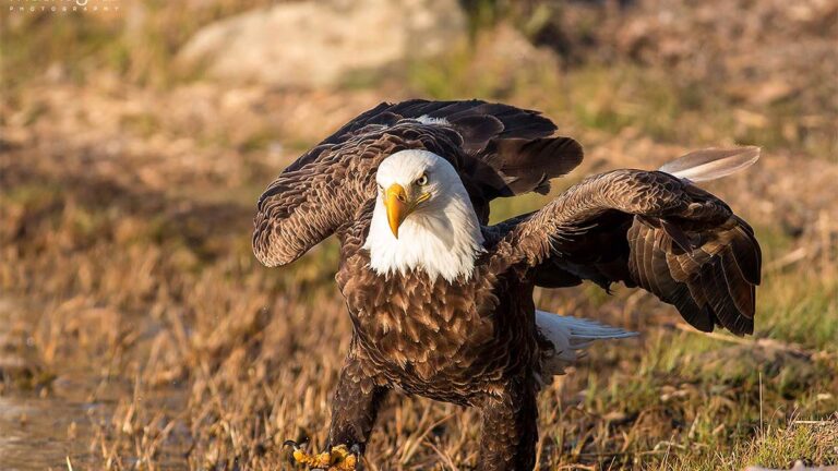 Bald Eagle Fotografie by Mash Mashaghati