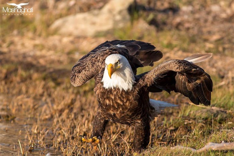 Bald Eagle Fotografie by Mash Mashaghati