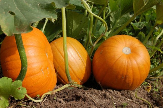 Wohnen auf Cape Breton - www.goldenlakeestates.com