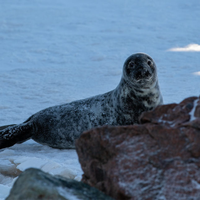Fotografie by mash Mashaghati