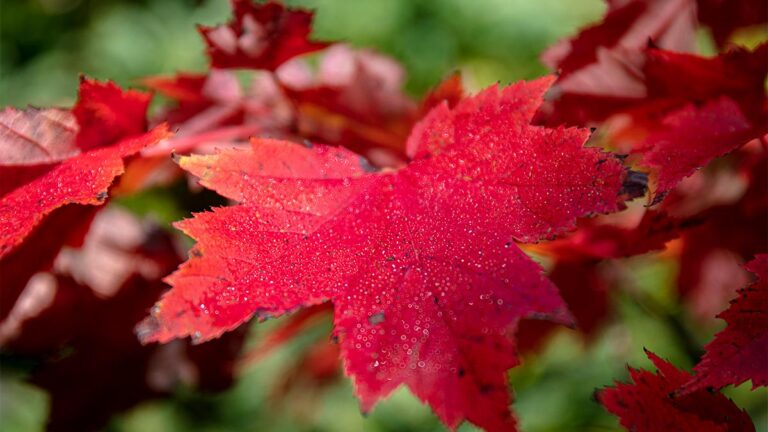 Golden Lake Estates Ltd. - Immobilien in Kanada