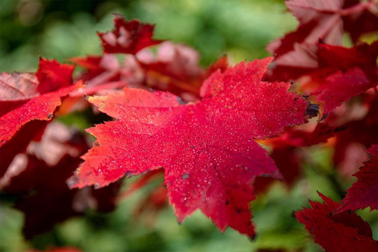 Golden Lake Estates Ltd. - Immobilien in Kanada