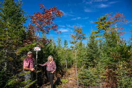 Golden Lake Estates Ltd. - Immobilien in Kanada