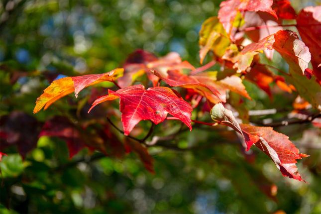 Ein kleine private Erschließung mit 8 Grundstücken in Cape Breton Island