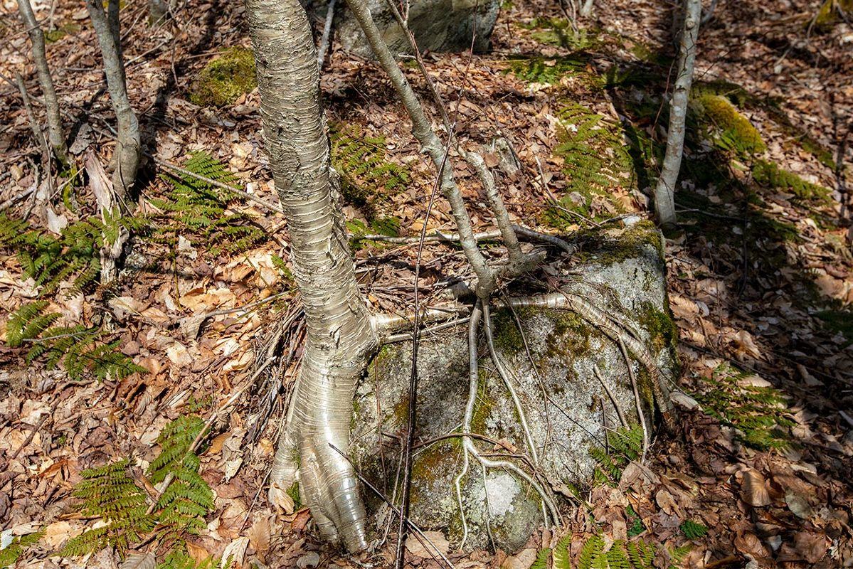 Grundstücke in Kanada -www.immobilien-goldenlake.com