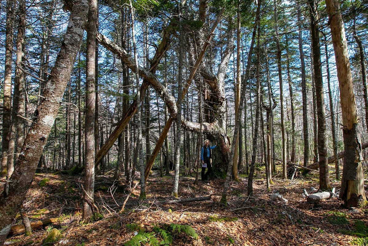 Grundstücke in Kanada -www.immobilien-goldenlake.com