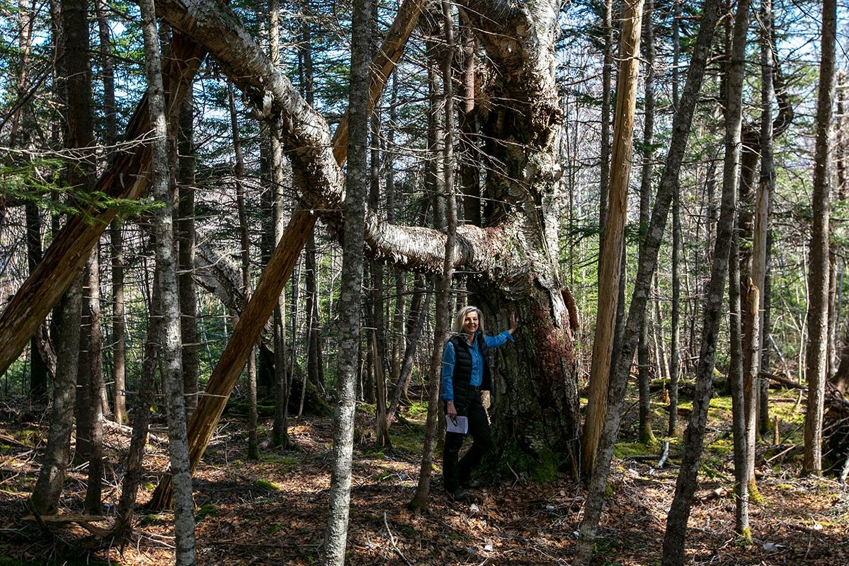 Grundstücke in Kanada -www.immobilien-goldenlake.com