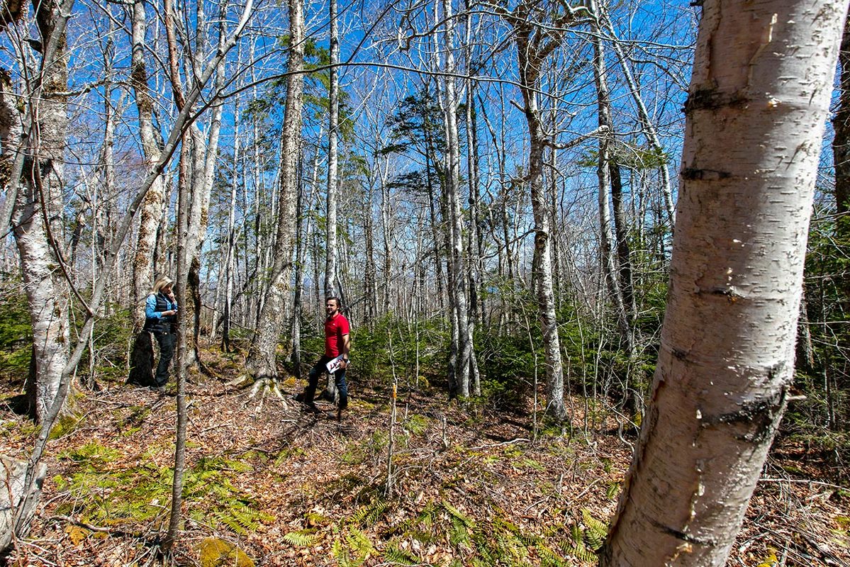 Grundstücke in Kanada -www.immobilien-goldenlake.com