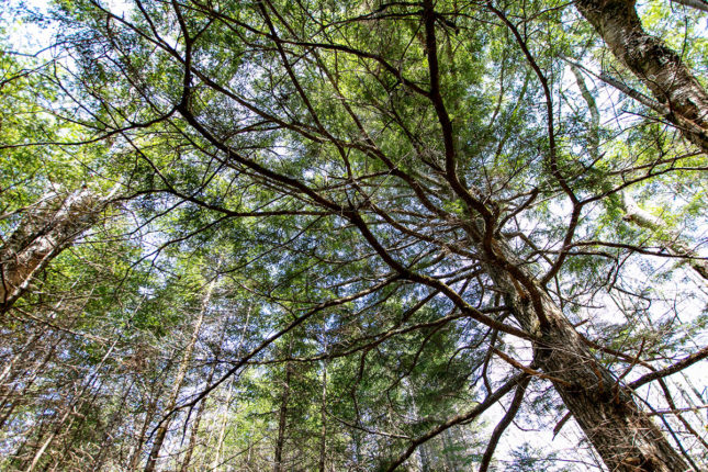 Golden Lake Estates Ltd. - Immobilien in Kanada