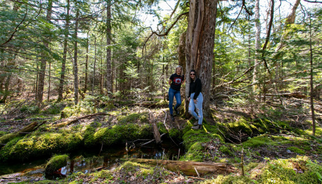 Aussicht auf Lot 46 Golden Lake Estates Ltd. - Immobilien in Kanada
