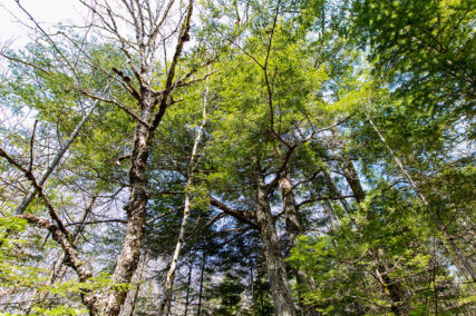 Golden Lake Estates Ltd. - Immobilien in Kanada