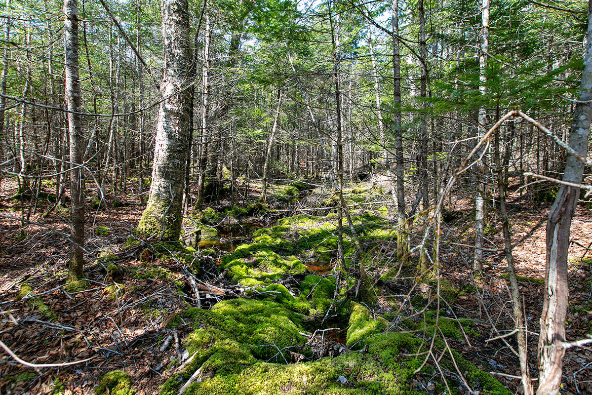 Golden Lake Estates Ltd. - Immobilien in Kanada