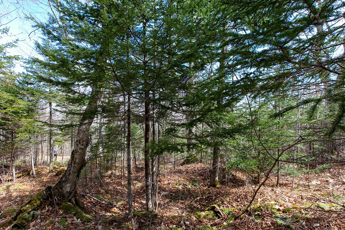 Grundstücke in Kanada -www.immobilien-goldenlake.com