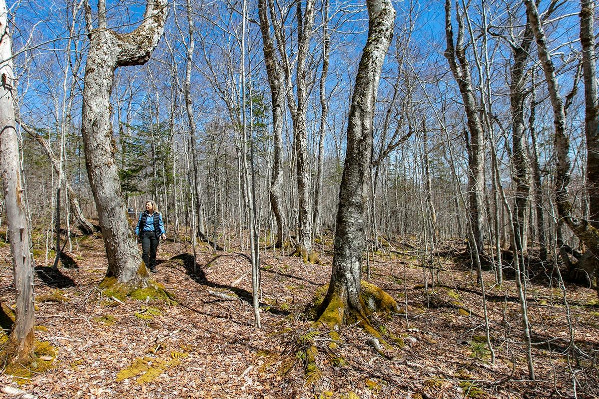 Grundstücke in Kanada -www.immobilien-goldenlake.com