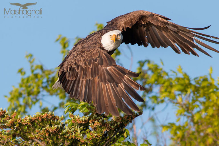 Mash Mashaghati Wildlife Fotografie