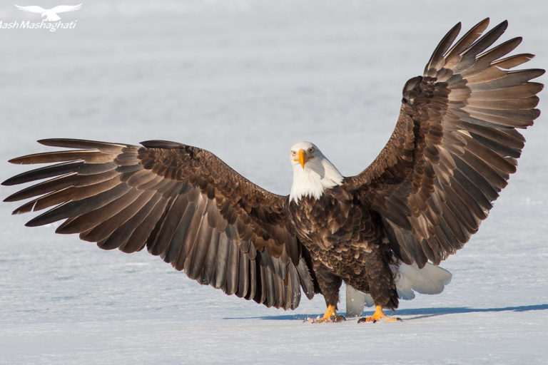 Mash Mashaghati Wildlife Fotografie