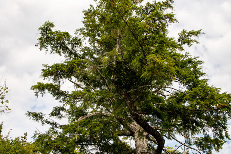 West Bay Hills Deer Tracks