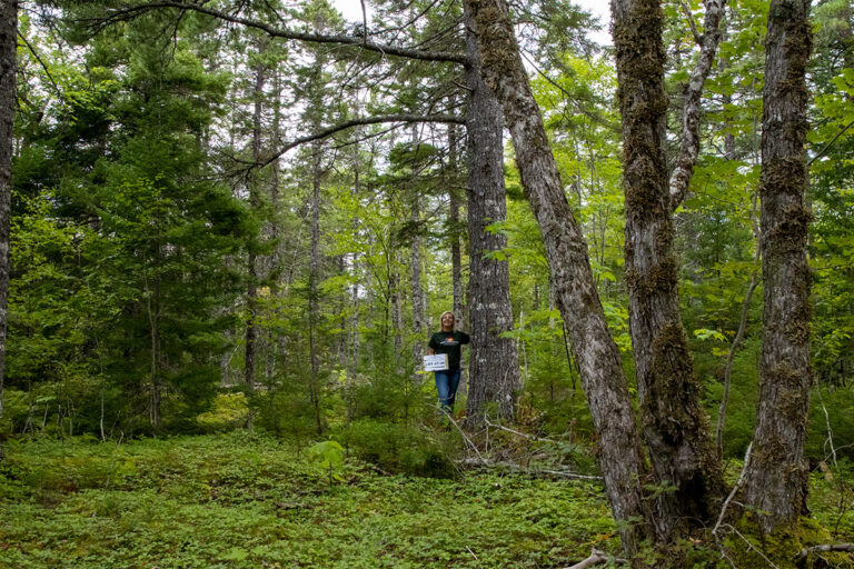 West Bay Hills Deer Tracks