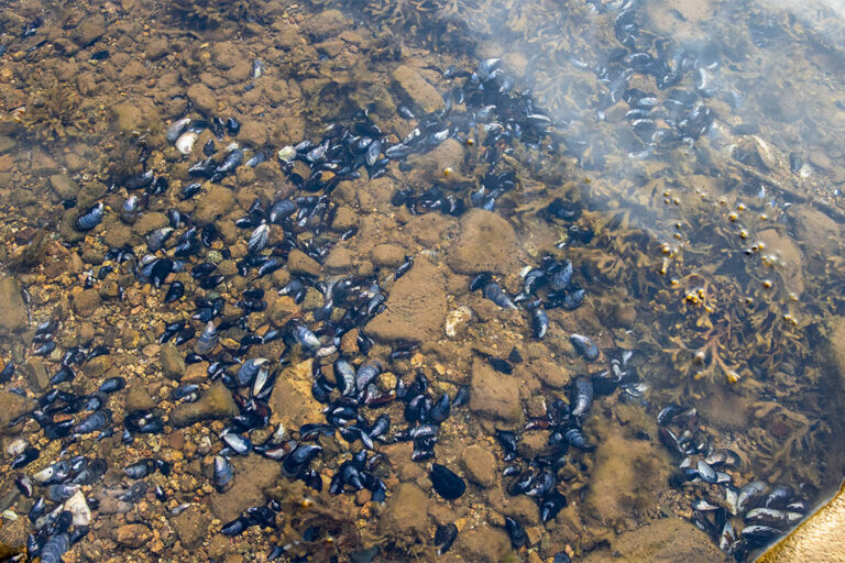 Wassergrundstück mit eigenem Ufer in Kanada, Cape Breton Island
