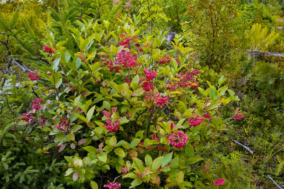 Traumhaftes Grundstück mit Wasserblick in Kanada – 9.860 m² Natur pur